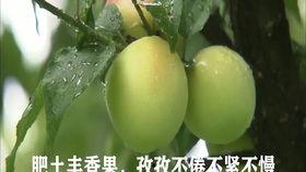 小树林吃瓜,一场别开生面的夏日盛宴 第1张 小树林吃瓜,一场别开生面的夏日盛宴 第1张
